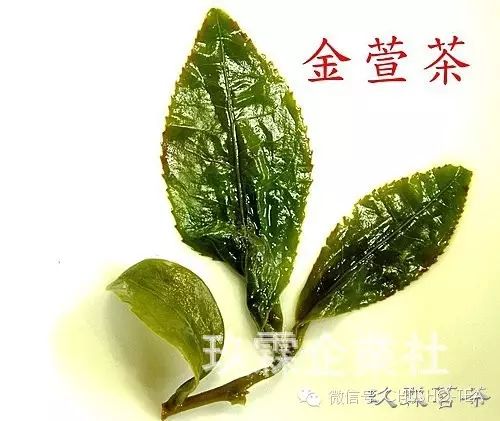 怎么辨别「金萱茶」与「乌龙茶」呢？