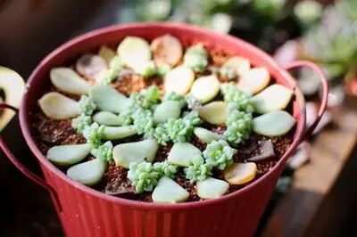 多肉,叶插,多肉植物