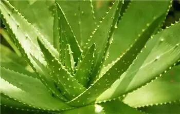 多肉,多肉植物,能吃6