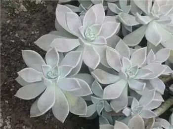 多肉,多肉植物,能吃8