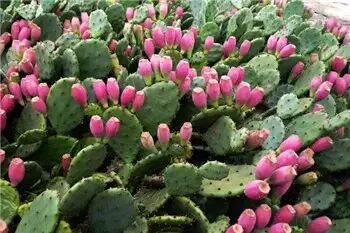 多肉,多肉植物,能吃10