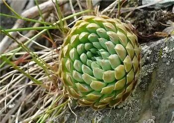 多肉,多肉植物,能吃5