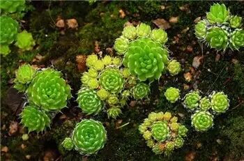 多肉,多肉植物,能吃4