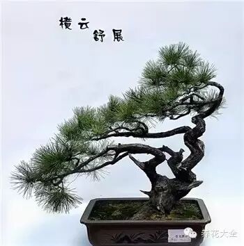 盆景,艺术,作品2