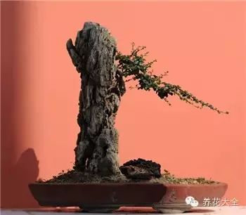 盆景,艺术,精品4