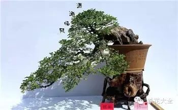盆景,艺术,作品1