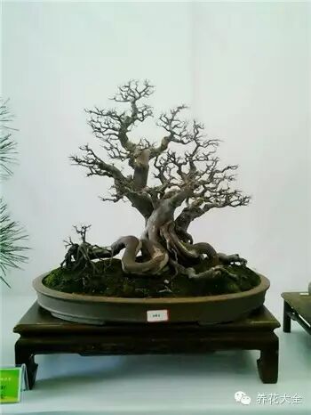 盆景,艺术,精品3