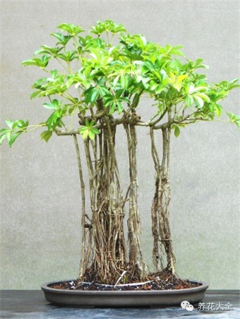 盆景,艺术,作品6