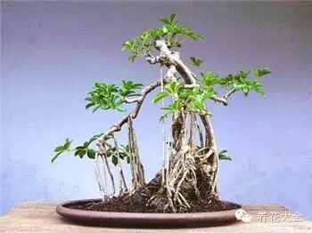 盆景,艺术,作品5