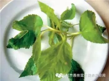 野菜,防癌6