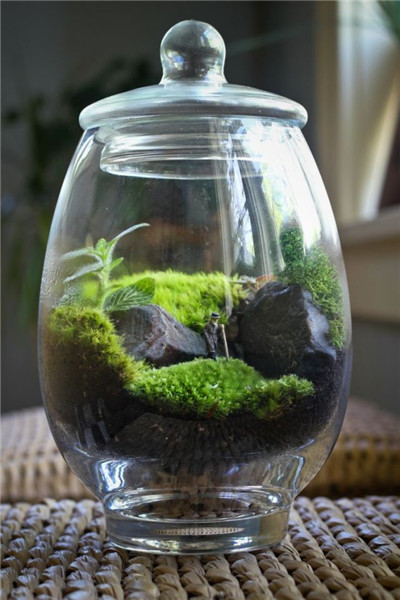 微景观,玻璃瓶12