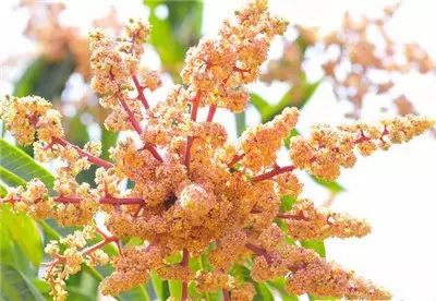 水果,花2
