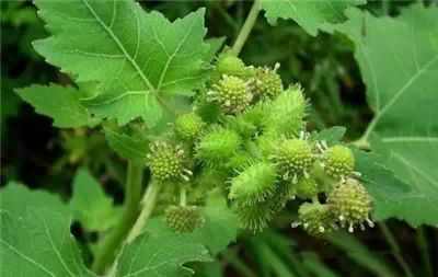 【路边常见花木植物】路边常见植物,你都知道吗?