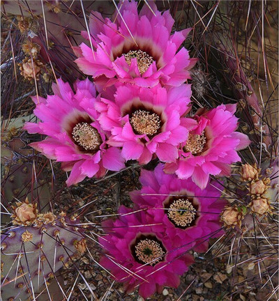 仙人掌,仙人掌开花9