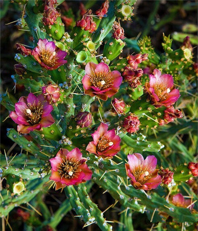 仙人掌,仙人掌开花19