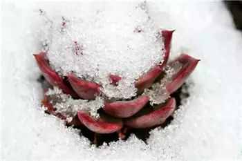 多肉,多肉植物,雪中多肉8