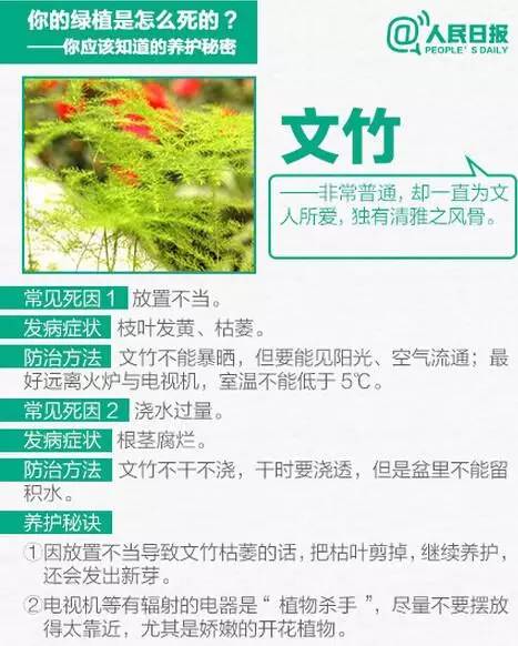 绿植养护,秘诀4