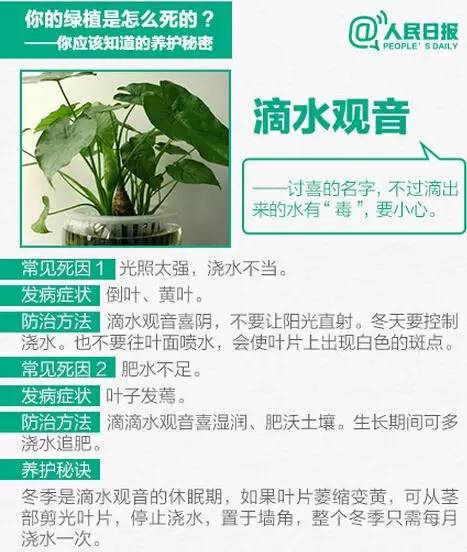 绿植养护,秘诀2