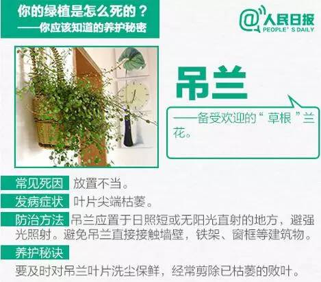 绿植养护,秘诀6