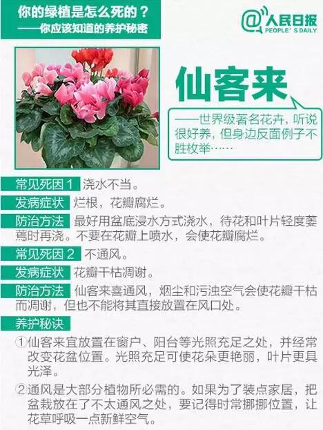 绿植养护,秘诀9