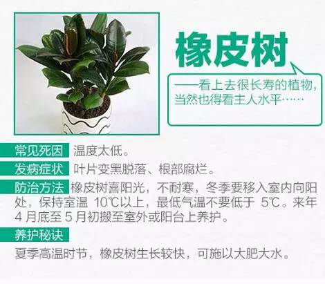 绿植养护,秘诀7