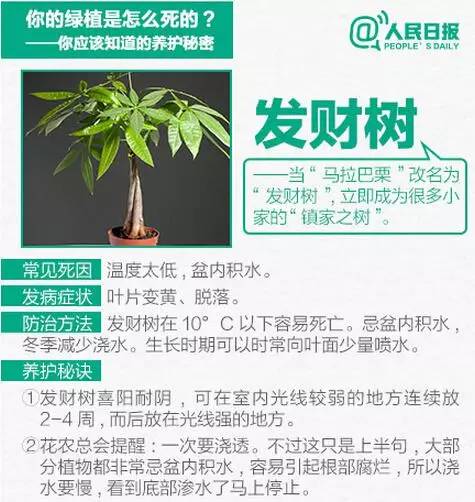 绿植养护,秘诀1