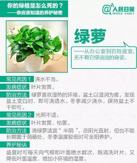 绿植养护,秘诀3