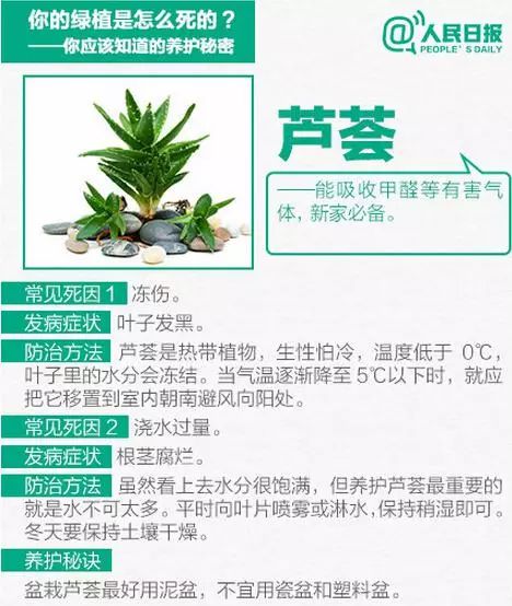 绿植养护,秘诀5