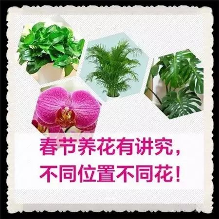 春节,养花,摆放1