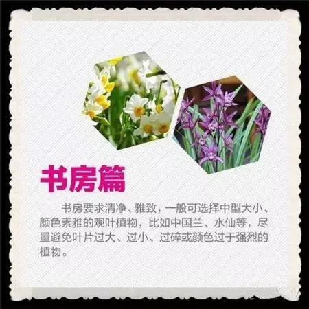 春节,养花,摆放2