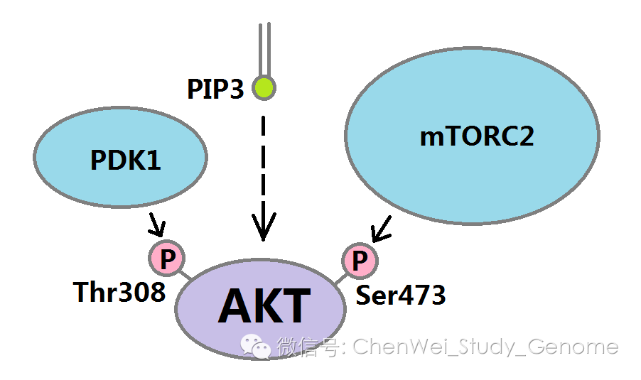 【陈巍学基因】视频41:pi3k-akt通路与肿瘤