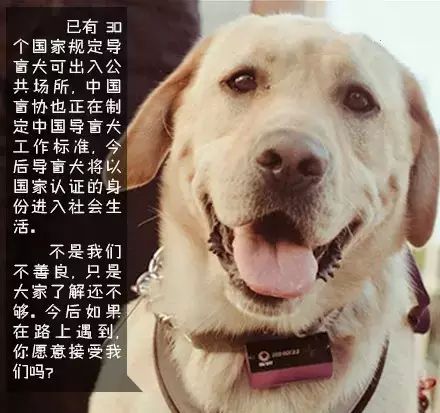 你愿和导盲犬同行吗?我愿意~你呢