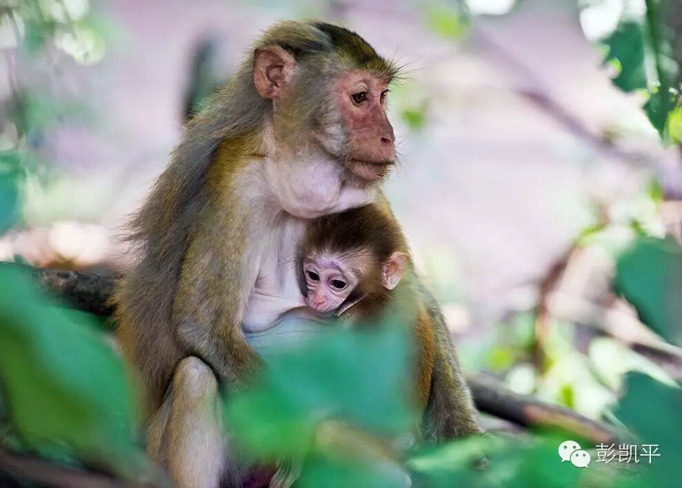 母爱的本质：哈洛的恒河猴实验启示