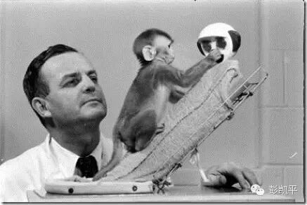 母爱的本质：哈洛的恒河猴实验启示