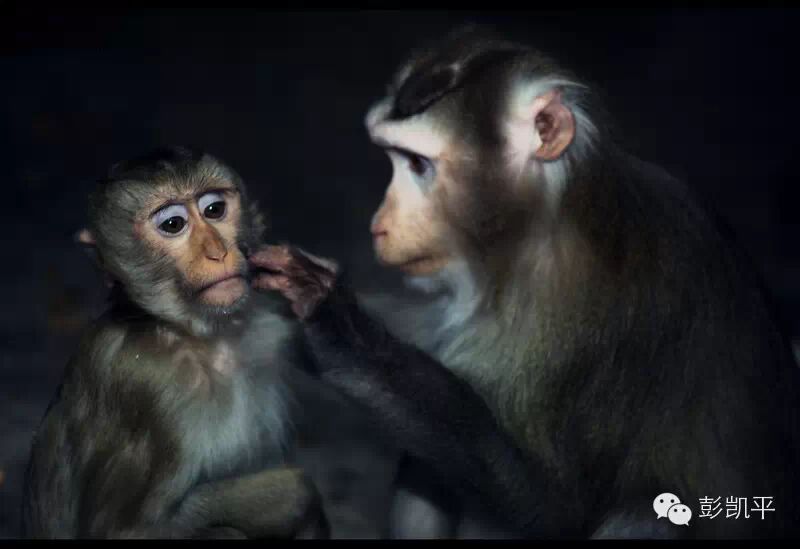 母爱的本质：哈洛的恒河猴实验启示