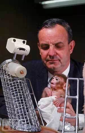 母爱的本质：哈洛的恒河猴实验启示