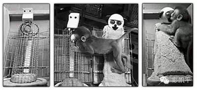 母爱的本质：哈洛的恒河猴实验启示