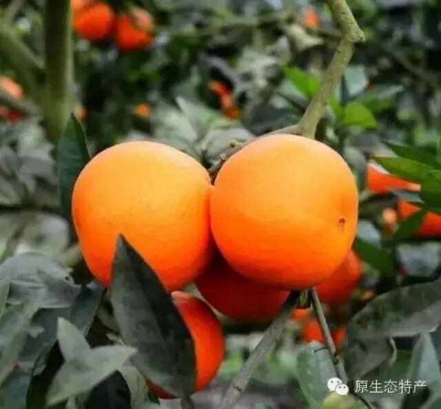 万宁鹧鸪茶：来自大地的馈赠