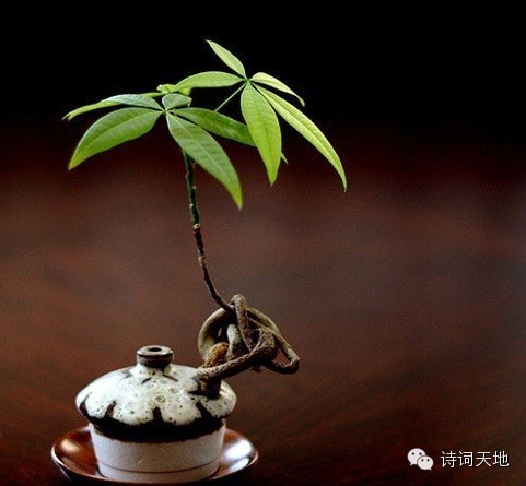 百事从心起,一笑解千愁! - 快乐者 快乐着 - shangshanruoshui的博客 百事从心起,一笑解千愁! - 快乐者 快乐着 - shangshanruoshui的博客