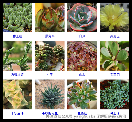 3.27多肉植物的品种大全(转)