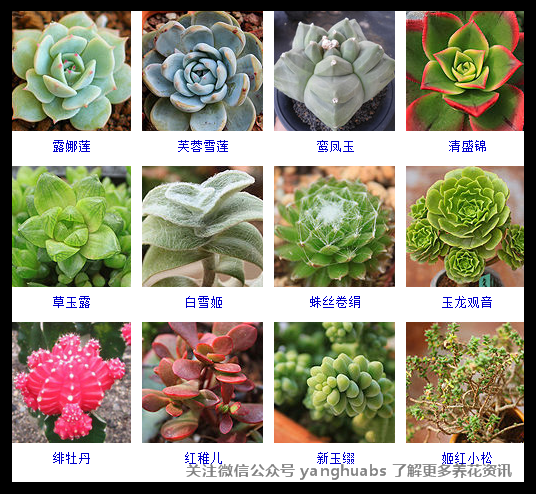 3.27多肉植物的品种大全(转)