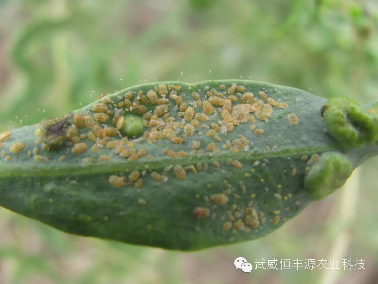 木虱若虫危害枸杞