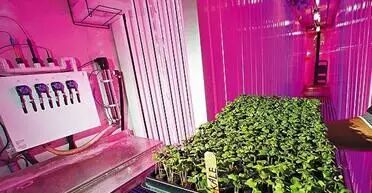 美军测试LED灯水耕蔬果，未来潜舰出海有望吃上鲜蔬！