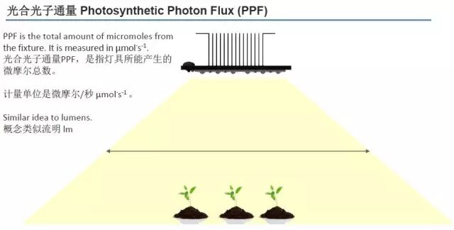 科锐推出新款XQ-E LED，可“改变”植物生长！