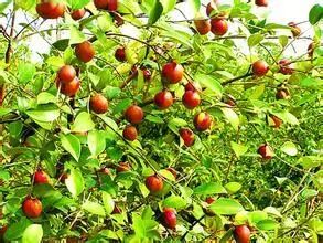 广西桂平属于市还是县_永泰县属于哪个市_宝清属于县还是市