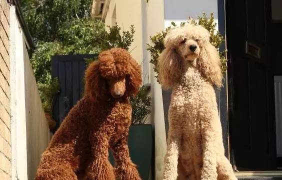 小泰迪和貴賓犬的關系，竟然是這樣的”