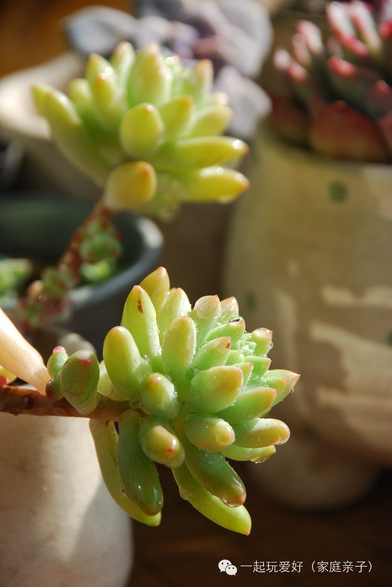 【多肉植物】给点阳光就灿烂(木兰家的阳台)