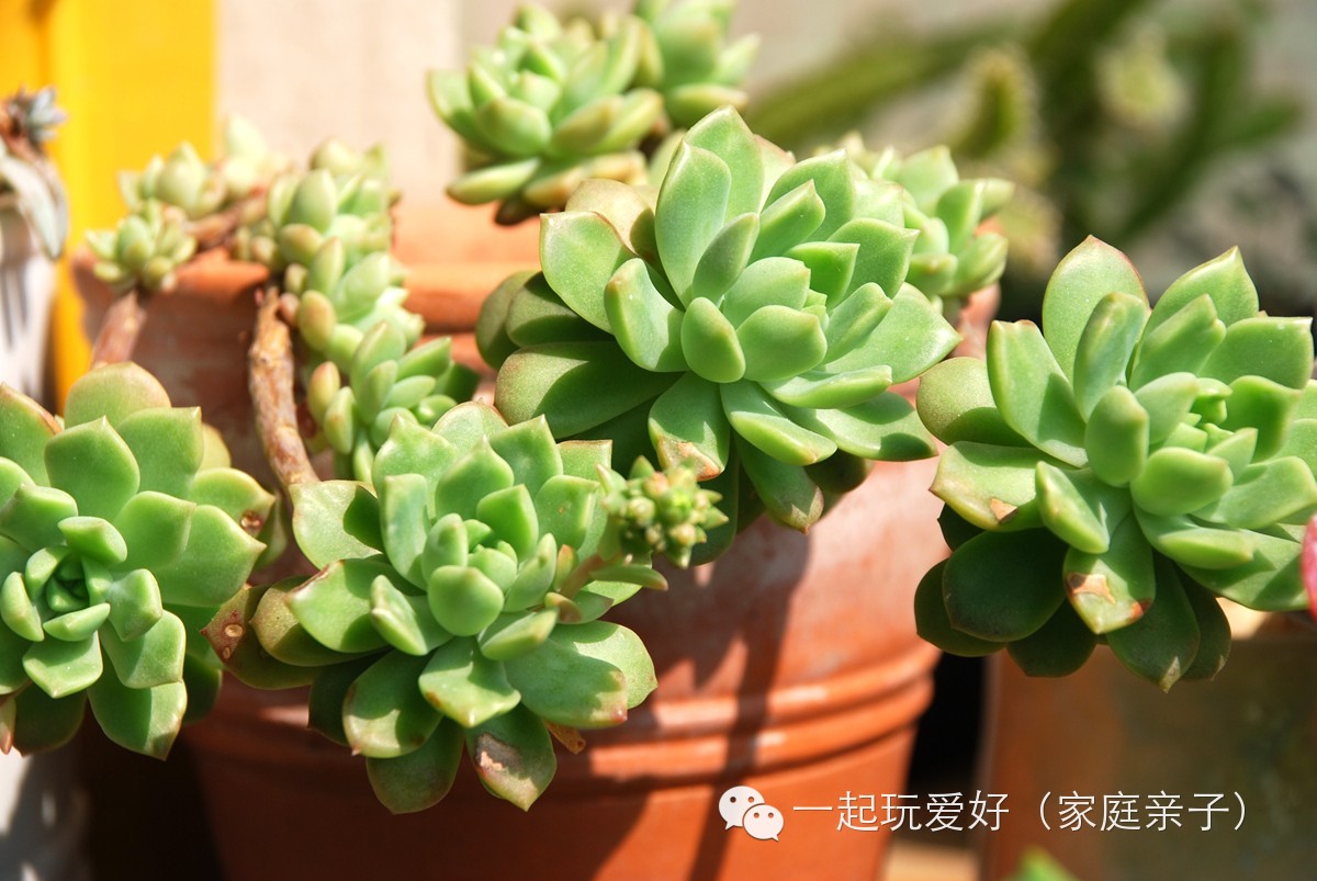 玫瑰莲