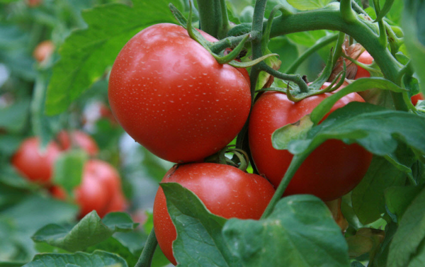 在没有鸡蛋的日子里，西红柿的6种新鲜美味做法