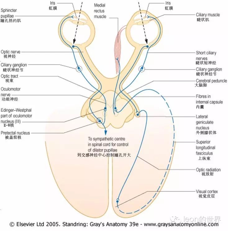 动眼神经解剖通路及其功能